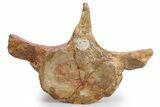 Fossil Plesiosaur (Thililua?) Pectoral Vertebra - Asfla, Morocco #346985-2